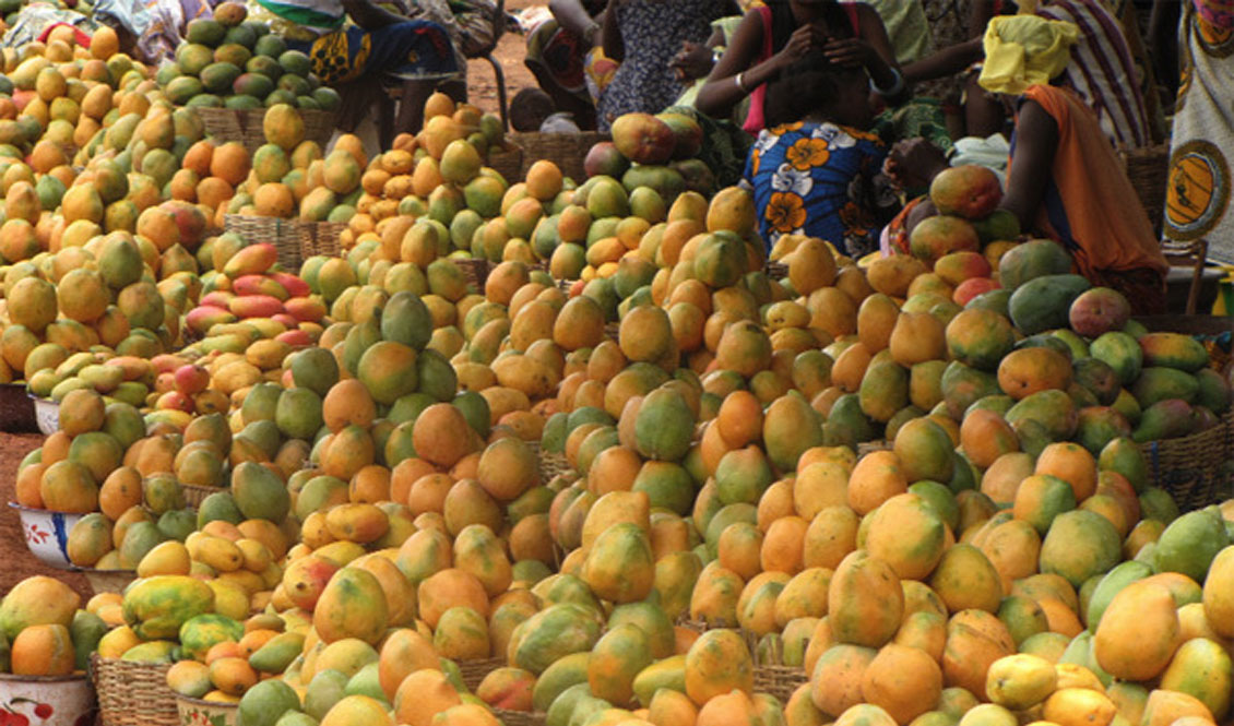 20/10/16 La mangue, 3ème fruit exporté en Côte d’Ivoire (Conseil des ministres)